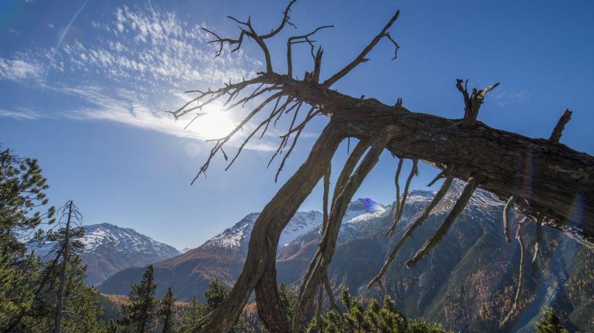 Foto: Schweizerischer Nationalpark