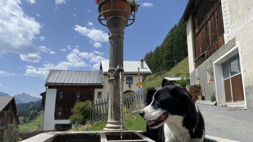 Bei Sommerhitze ein frisches Bad im Brunnen nehmen - für Milo eine Wonne.
Foto Fadrina Hofmann