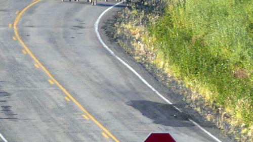 Nicht gerade das grosse Wildniserlebnis: Caribous auf Wanderschaft auf dem Highway. Foto: Andreas Kramer