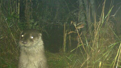 Kehrt der Fischotter definitiv zurück? (Foto: Amt für Jagd und Fischerei GR)