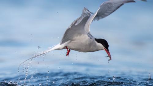 Il pes-charel arctic svoula distanzas da fin 80 000 kilometers l’on. fotografia: M. Gerber/birds-online.com