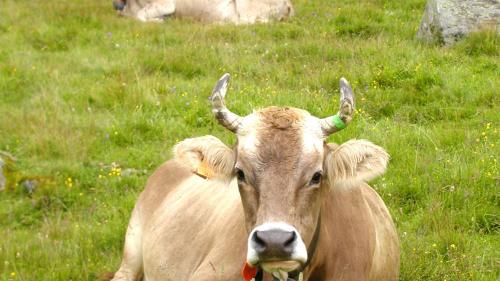 Las vachas ad alp tuornan bainbod darcheu i’ls cumüns in Engiadina Bassa e Val Müstair (fotografia: archiv Posta Ladina).