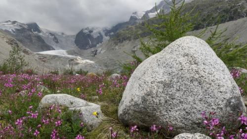 Auf dem Gletschervorfeld des Morteratschgletschers. Foto: Reto Stifel