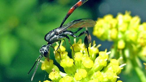 Die Schlupfwespe als Schädlingsbekämpfer: Sie legt ihre Eier in der Raupe ab, diese wird von den Larven gefressen. 	Foto: qay/www.pixelio.de