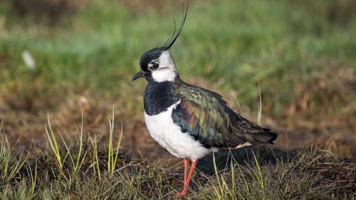 Il vanel – sülla fotografia as vezza il mas-chel – es l’utschè da l’on 2019 (fotografia: M. Gerber/BirdLife).