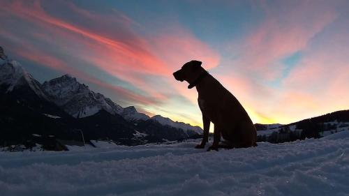 Das Gewinnerbild: Familienhund Max. Foto: Michel Ebben