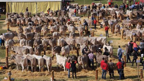 Über 200 Stück Milchvieh werden an der Agrischa klassifiziert. 	(Foto: Jon Duschletta)