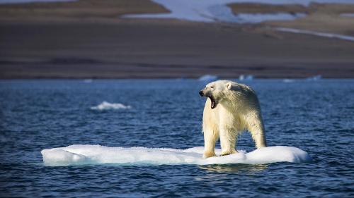 Ein verhungernder Eisbär wird auf einer Eisscholle weggetrieben. Foto: Imago