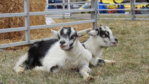 Ziegenkitze an der zehnten Agrischa. (Foto: Jan Schlatter)