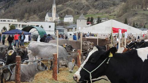 Quista fin d’eivna ha gnü lö la rangaziun da var 280 vachas in plüssas categorias a l’Agrischa a Zernez. (fotografia: Benedict Stecher)