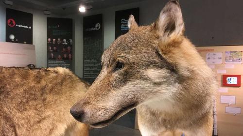 Während die Politik den Schutzes des Wolfes weiter einschränkt, will die aktuelle Ausstellung des Schweizerischen Nationalparks in Zernez (Bild) für den pragmatischen Umgang mit ihm sensibilisieren. Foto: Jon Duschletta