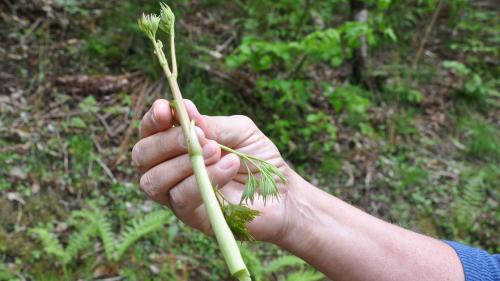 Der Waldgeissbart ähnelt dem grünen Spargel, schmeckt aber eher wie Stangensellerie.