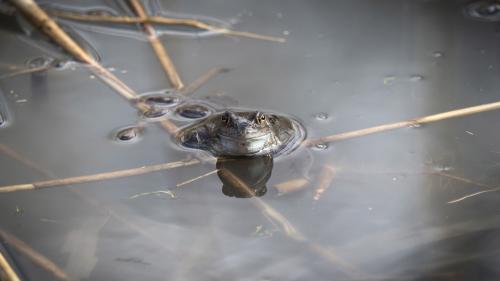 Der Grasfrosch. Foto: Daniel Zaugg