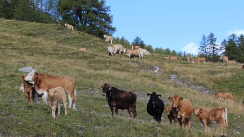 Mutterkühe mit ihren Kälbern auf einer Alpweide. Hier sollten Wanderer Abstand halten.