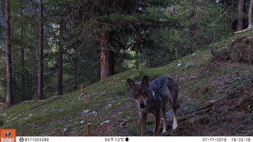 Üna trapla da fotografia ha documentà la preschentscha d’ün luf i’l Parc Naziunal Svizzer (fotografia: Parc Naziunal Svizzer).