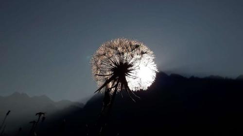 Ein Wiesenbocksbart im Morgenlicht im Bergell wurde zum Siegerfoto des Fotowettbewerbs gekürt.  (Foto: Renato Roganti)