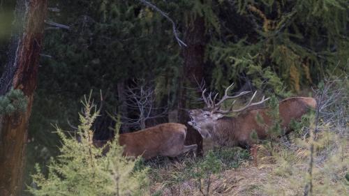 Bainbod cumainzan ils tschiervis ad ir in chalur ed a mügir. (fotografia: Parc Naziunal Svizzer)