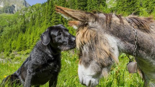 ie kommuniziert ein Hund mit einem Esel? Diese Frage wird das Redaktionsteam nächste Woche nicht beantworten können. Trotzdem widmet sich die Schwerpunktwoche verschiedenen Sprachen (Foto: Fotolia.com/Dan).