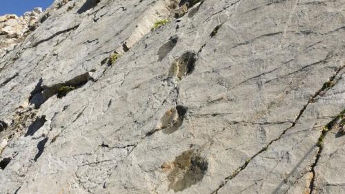 Ils scolars da la scoula Rudolf Steiner a Scuol han chattà ulteriurs fastizis da sauriers suot il Piz S-chalambert ed han marcà la scuverta cun aua. Il paleontolog Christian Meyer nu conferma quista scuverta (fotografia: Lucian Rumpe).