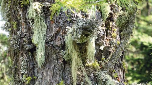 Typischer Bewuchs der Lärchen mit Bart und Strauchflechten. Insbesondere Bartflechten zeugen von sauberer Luft. Foto: Gregor Kaufmann