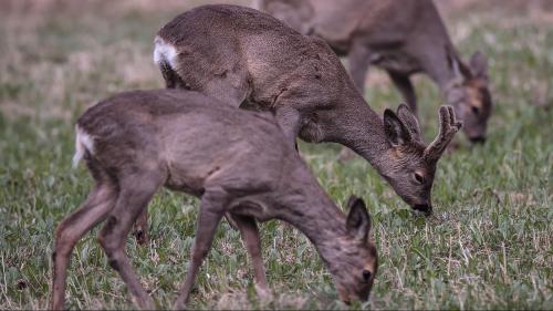 Die beiden letzten Winter haben dem Rehwild zugesetzt. Mit ein Grund für die tiefere Rehstrecke. Foto: Claudio Gotsch