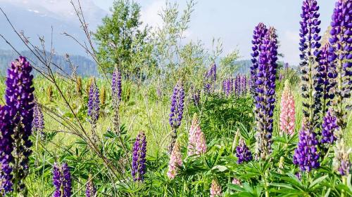 Schön anzusehender invasiver Neophyt: Vielblättrige Lupine zwischen Samedan und Celerina. Foto: Jon Duschletta