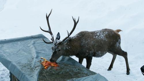 Foto: Amt für Jagd und Fischerei Graubünden