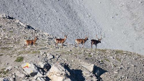 Hirsche am Mot Tavrü bei S-charl im Unterengadin.  Foto: Claudio Gotsch