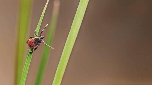 Ixodes ricinus, auch gemeiner Holzbock genannt, wartet an einem Grashalm auf einen Blutwirt.  Foto: www.shutterstock.com/Erik Karits