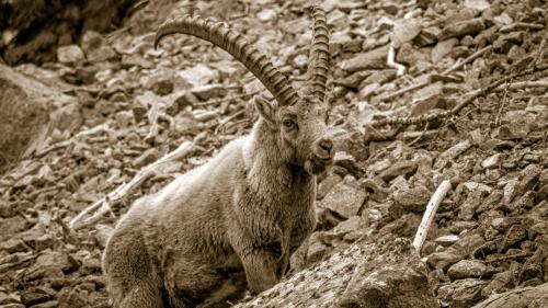 Am 20. Juni 1920 wurde der Steinbock im Nationalpark wiederangesiedelt. Foto: Daniel Zaugg