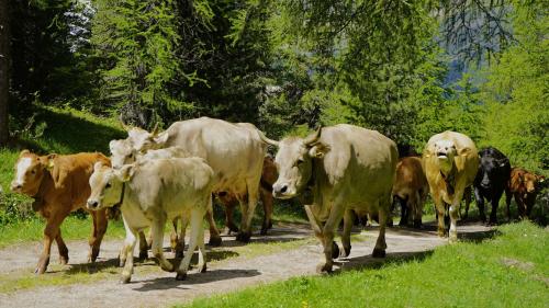 Vor den Tieren liegen noch knappe 300 Höhenmeter, bevor die Vorweide erreicht ist. Foto: Denise Kley