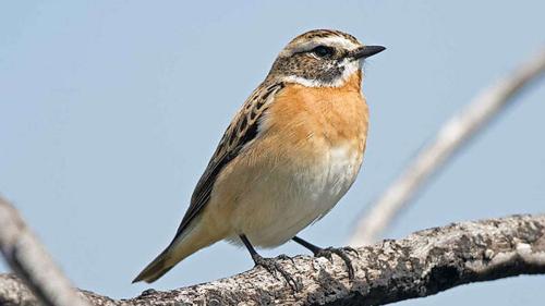 Il praderin (Braunkehlchen Saxicola rubetraes) es ün utschè ferm periclità (fotografia: mad).