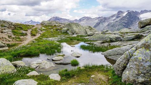 er Felsenteich auf der Fuorcla Surlej auf 2753 Meter über Meer gilt als der europaweit höchstgelegene Laichplatz des Grasfrosches. Tatsächlich schwimmen aktuell vereinzelte Kaulquappen im Teich. Foto: Jon Duschletta