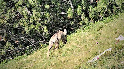 Foto: Amt für Jagd und Fischerei