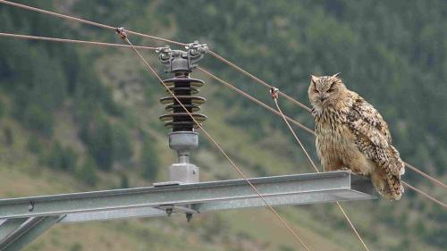 Il püf chasan Bubo sülla pütta da la Viafier retica muossa, quant privlusas chi sun las lingias da forz’electrica (fotografia: David Jenny/Werner Fischer).