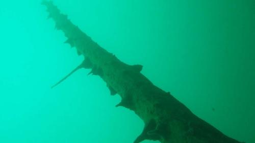 Unterwasserbild einer uralten, stehenden Fichte, aufgenommen im Silsersee in 20 Metern Tiefe.  Foto: Christian Schlüchter