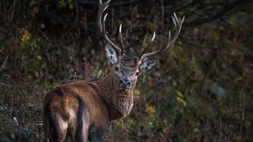 Der Hirschbestand in Graubünden konnte stabilisiert bis leicht reduziert werden (Foto: Claudio Gotsch/engadin-foto.ch).