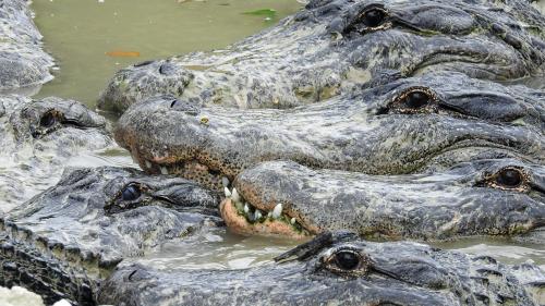 Inclegian eir ils crocodils rumantsch? (fotografia: Nicolo Bass).