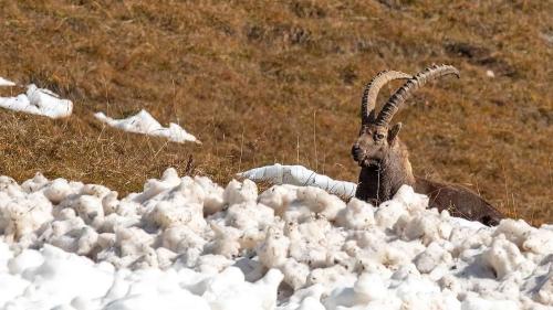 Il capricorn as lascha s-chodar dal sulai da la bunura (fotografia: Hans Lozza/PNS).