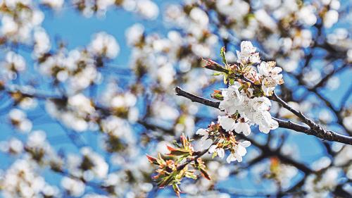 In Zernez blüht aktuell der grosse Kirschbaum unter der Kirche. Foto: Jon Duschletta