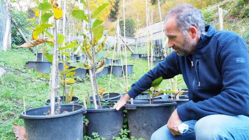 Revierförster Andrea Giovanoli erläutert das Veredelungsverfahren.		Fotos: Marie-Claire Jur