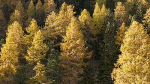 So präsentierte sich der Wald in den letzten Tagen im Engadin. Von weitem ist nicht zu sehen, dass die Lärchenknicklaus vielerorts deutlich sichtbare Spuren hinterlassen hat – oft in Kombination mit verschiedenen Pilzkrankheiten. 			Foto: Reto Stifel