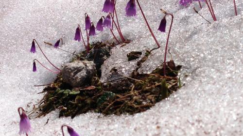 Das Siegerbild des Fotowettbewerbs «Erwachen» stammt von der Hobbyfotografin Erica Bischoff aus Scuol. Sie nennt es «il cour – das Herz». Foto: Erica Bischoff