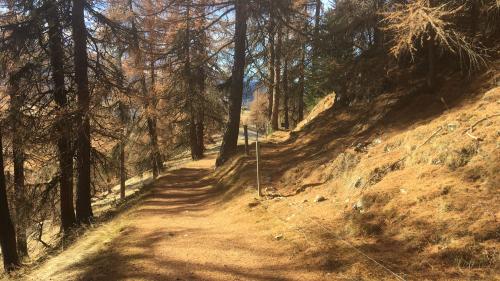 Auf einem Teilstück der Via Engiadina zwischen Silvaplana und Sils sollen Biker und Wanderer künftig getrennte Wege gehen.