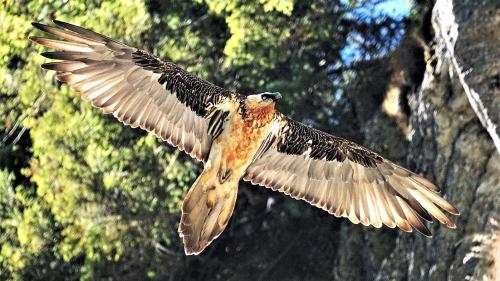 La femna dal pêrin da girun barbet dal Puschlav ha cuà cun success ot jadas. Il pêrin es cun quai il plü productiv in tuot il territori da las Alps (fotografia: David Jenny).