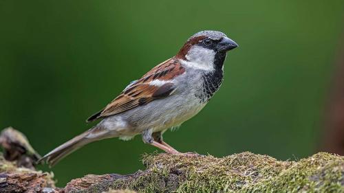 Foto: Vogelwarte Sempach/Marcel Burkhardt