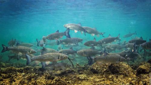 Der Alet - Fisch des Jahres 2021 - ist sehr robust und deshalb trifft man ihn fast in allen Gewässern der Schweiz an (Foto:  Rainer Kühnis).