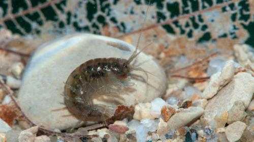 Der Bachflohkrebs ist das Tier des Jahres von Pro Natura (Foto: Verena Lubini).