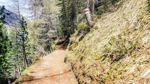 Der bestehende Wanderweg kurz vor dem Bootshaus Sils. Foto: Jon Duschletta