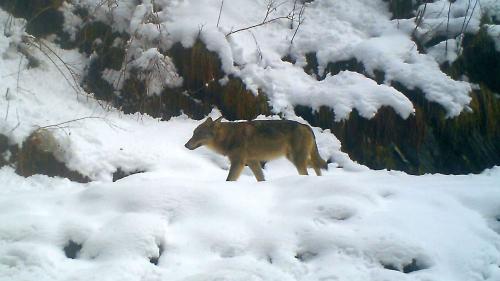 Immer wieder machen Fotofallen Wölfe aus, wie diejenigen aus dem Calanda-Rudel (im Bild). Aktuelle Fotos von zwei Tieren im Bergell kann das Amt für Jagd und Fischerei Graubünden noch nicht freigeben. Foto: Amt für Jagd und Fischerei Graubünden